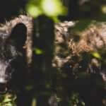 F4E32909-9CE3-4DFB-A94F-CF27A92766A6_1_105_c